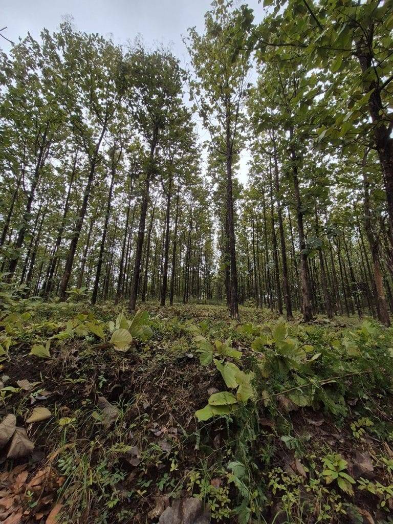 teak farm plantation for sale guanacaste (1)