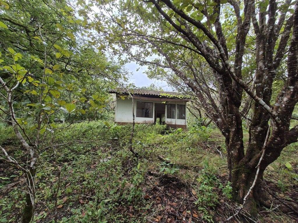 teak farm plantation for sale guanacaste (34)