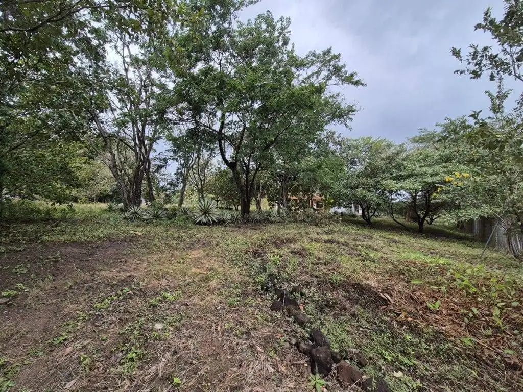 teak farm plantation for sale guanacaste (36)