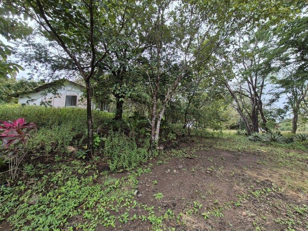 teak farm plantation for sale guanacaste (37)