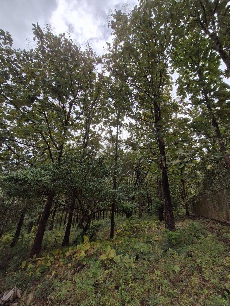 teak farm plantation for sale guanacaste (38)