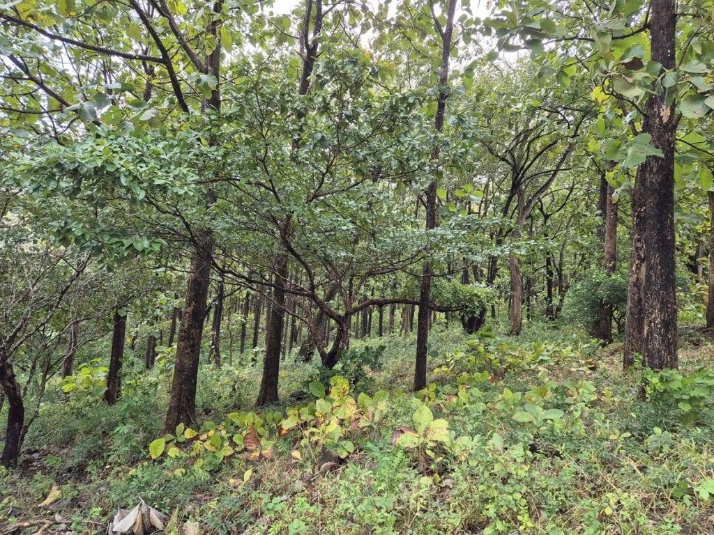 teak farm plantation for sale guanacaste (39)