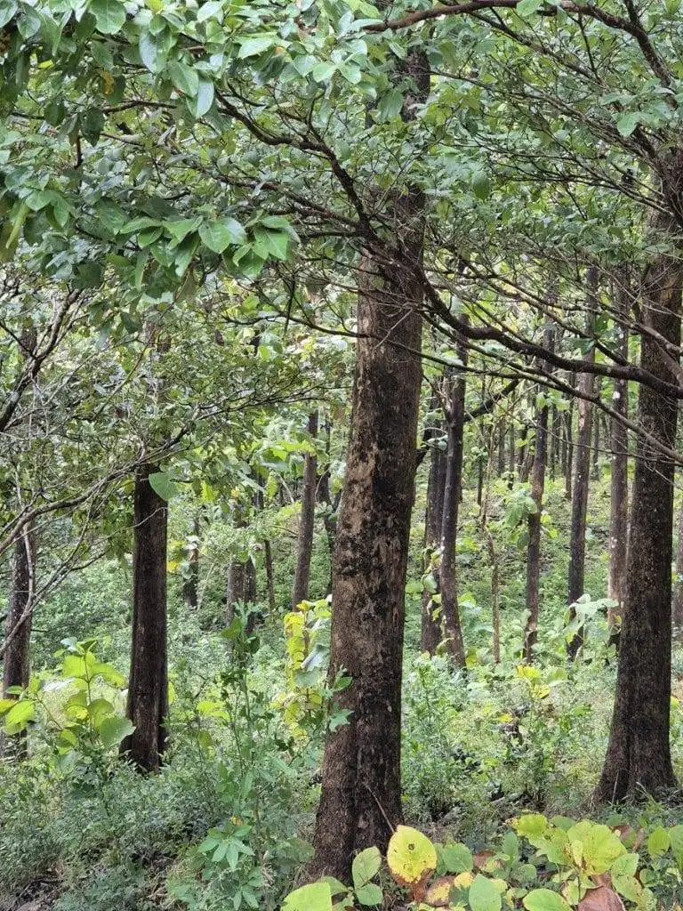 teak farm plantation for sale guanacaste (40)