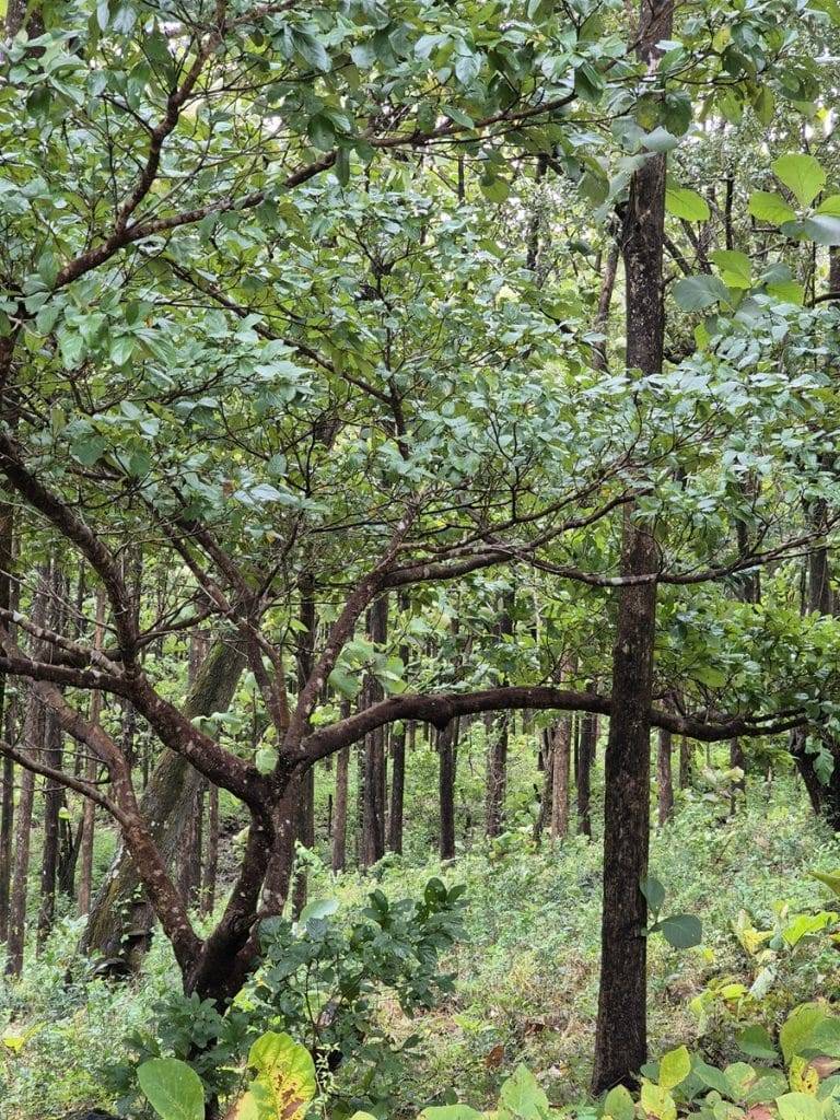 teak farm plantation for sale guanacaste (41)