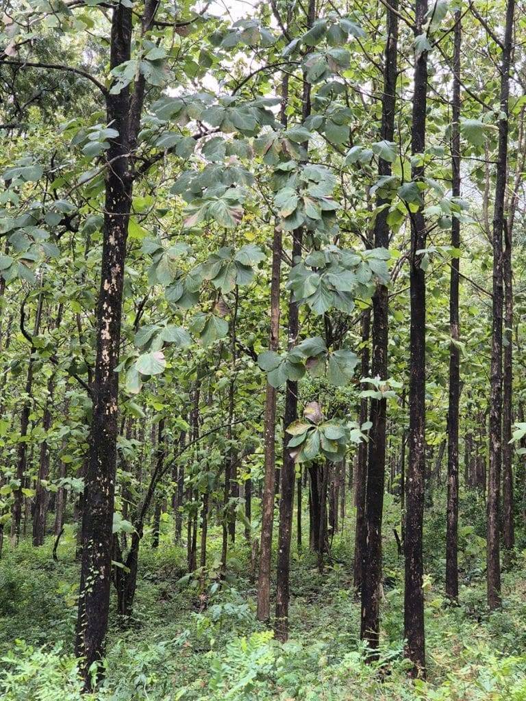 teak farm plantation for sale guanacaste (42)