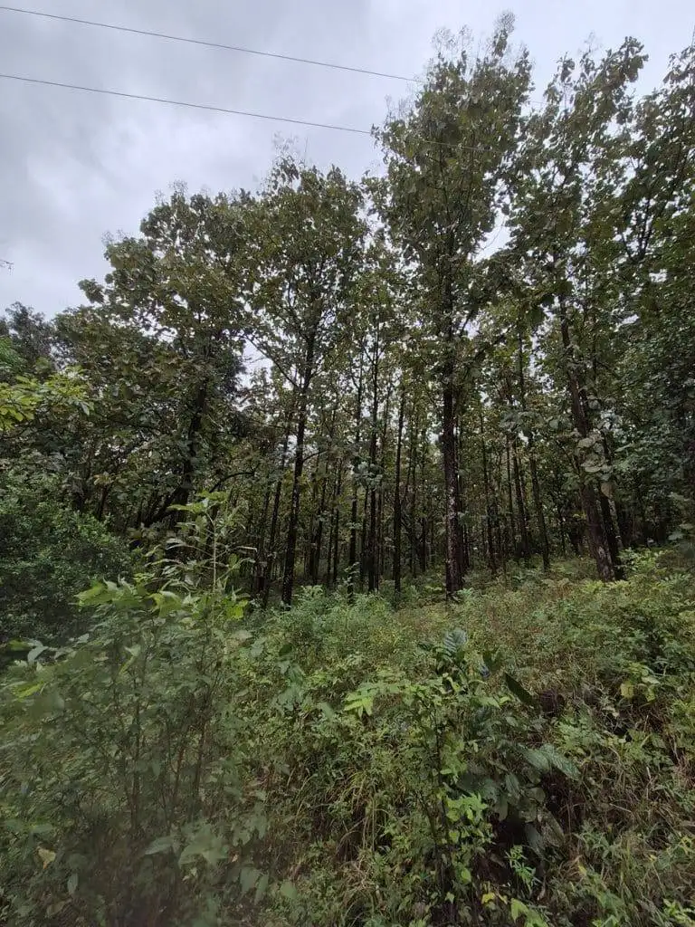 teak farm plantation for sale guanacaste (43)