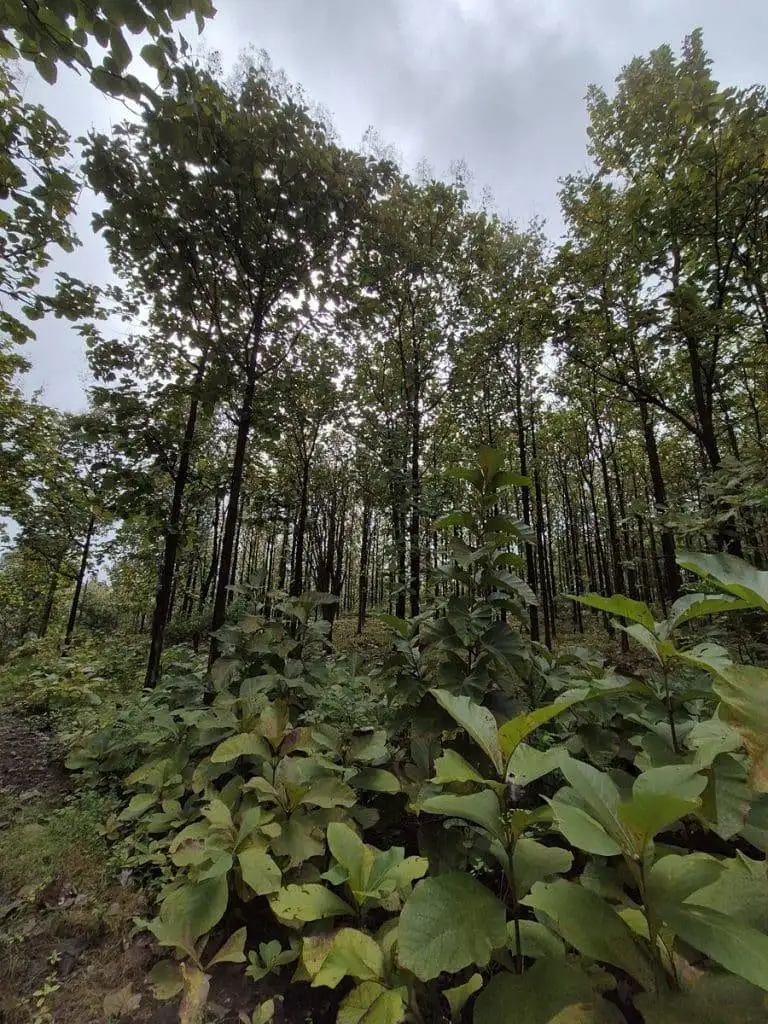 teak farm plantation for sale guanacaste (44)