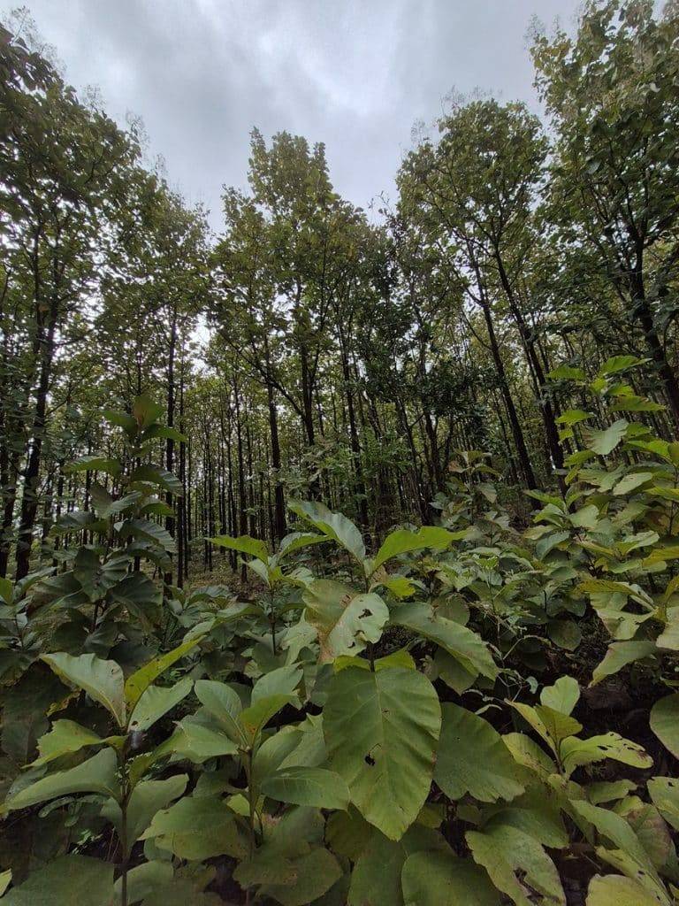 teak farm plantation for sale guanacaste (45)