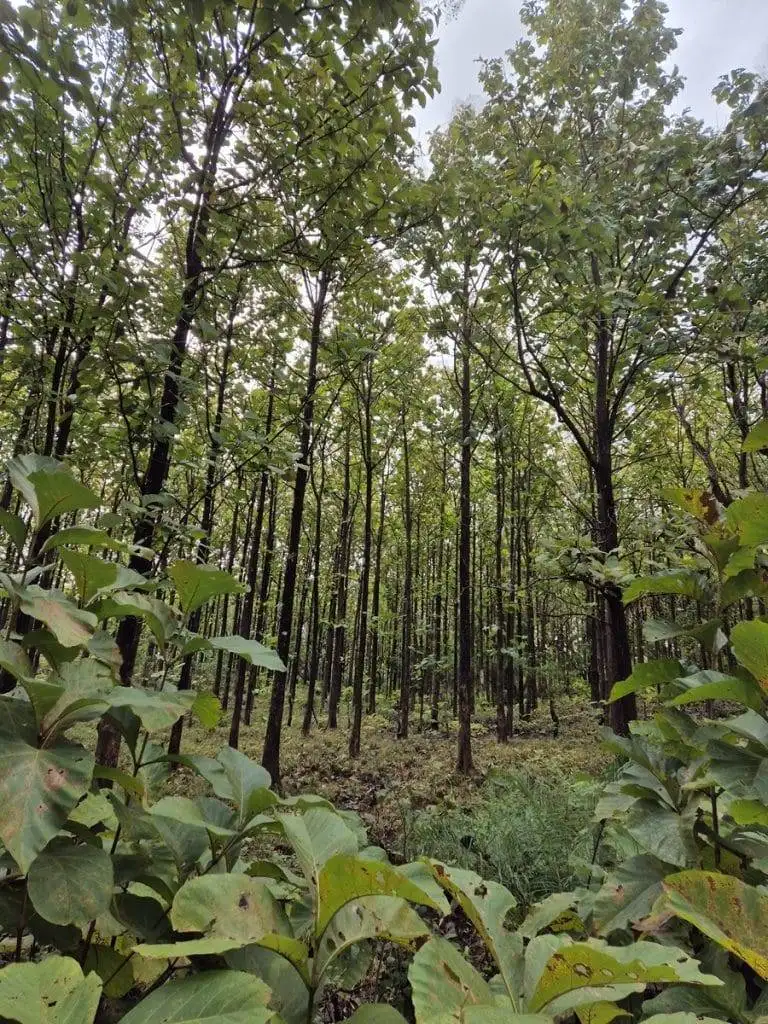 teak farm plantation for sale guanacaste (46)