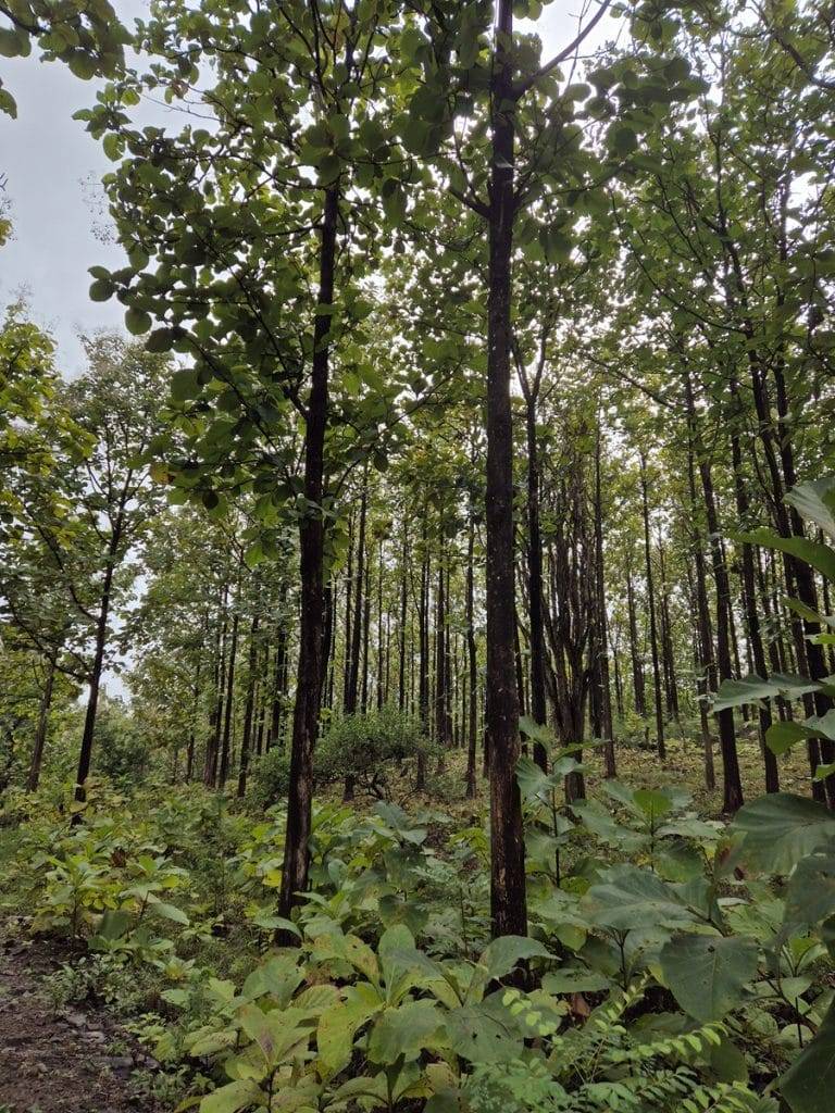 teak farm plantation for sale guanacaste (47)