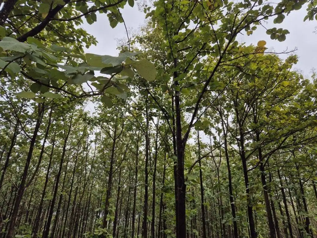 teak farm plantation for sale guanacaste (48)