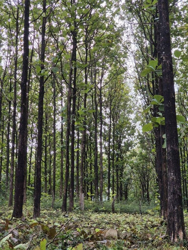 teak farm plantation for sale guanacaste (49)