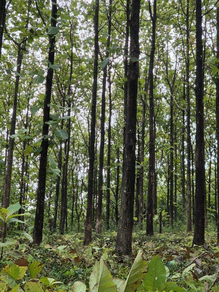 teak farm plantation for sale guanacaste (50)